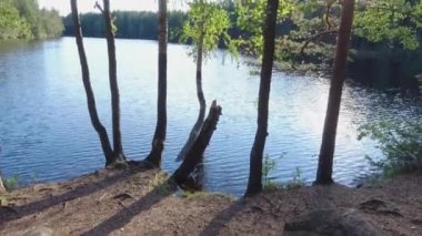 Espoo Finlandiya Halkolampi 'de gölün kenarındaki ağaçlar