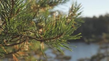 Granit platodaki çam ağaçlarının yeşil yapraklarına bir bak. jeoloji görüntüsü