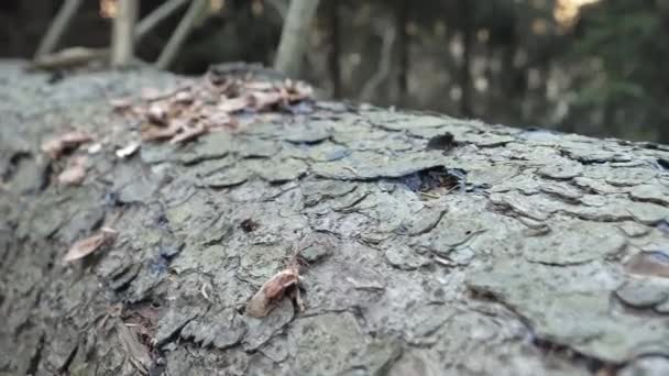 De twijgen op de stam van de omgevallen boom in Finland — Stockvideo