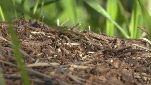 Detailní záběr krásné živé přírody ukazující mravence pohybující se na zemi. — Stock video