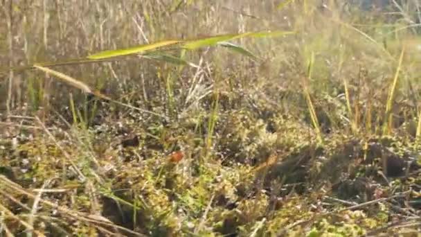 Der nähere Blick auf die grünen Gräser in der Moorlandschaft.Geologieaufnahme — Stockvideo