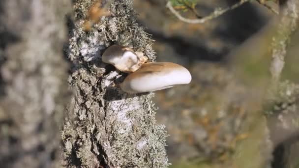 더 가까이 tree.geology 촬영에 베툴 리누스 버섯의 모습 — 비디오