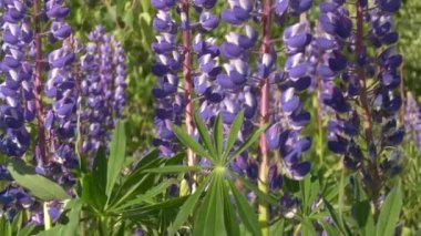 Chamaenerion fabrikalarının yakın çekim görüntüleri.