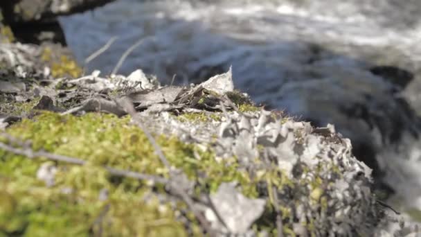 Detailní záběr mechem porostlé skály s řekou v pozadí. — Stock video
