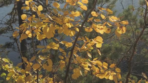 Las hojas de color oro de las plantas en el pantano lake.geology tiro — Vídeos de Stock