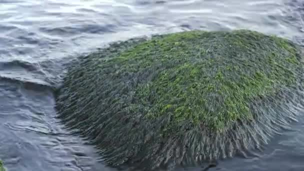 Closer look of the green algae on the rocks — Video