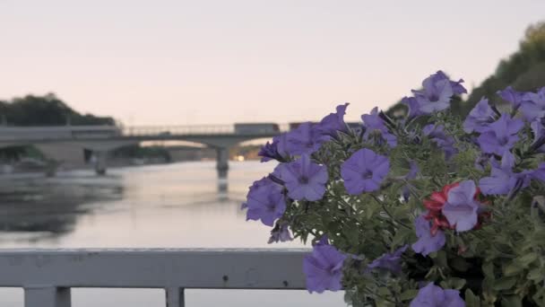 The flowers on the bridge near the Narva Castle in Estonia. — Stock Video