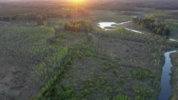 Τα πράσινα δέντρα στον αδένα στην Ao Εσθονία — Αρχείο Βίντεο