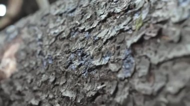 Finlandiya 'da ağacın derisine yakından bakmak