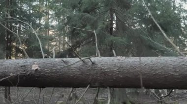 Finlandiya 'da ormanın derinliklerinde devrilen büyük ağaç.