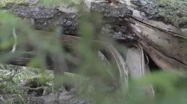 Finlandiya 'daki büyük ağaçların köklerine yakından bakın.