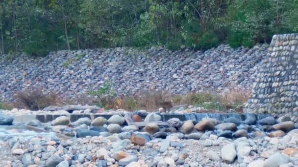 Μεγάλες πέτρες στον ποταμό Kago στην Ιαπωνία με τον κινούμενο πίθηκο — Αρχείο Βίντεο