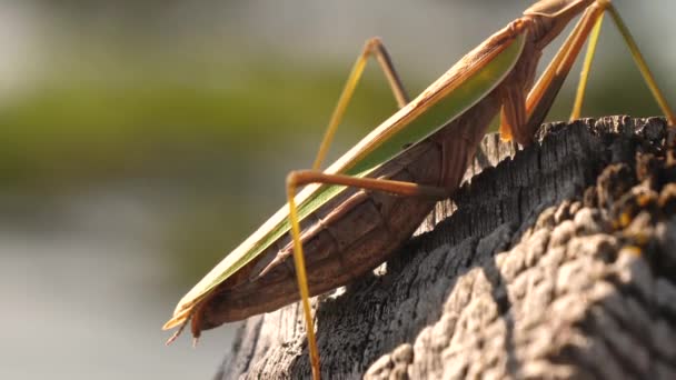 The body of the mantis religiosa insect in Japan — Stock Video
