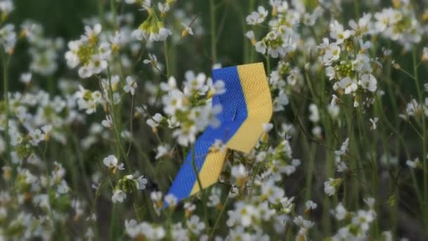 乌克兰国徽贴在花朵上的特写照片 绿色的 蓝色和黄色 模糊的背景 有选择的重点 — 图库视频影像