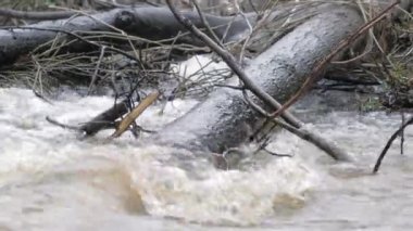 Dalların altından ve üzerinden akan suyun yakın çekim görüntüsü. İlkbahar doğası. Hızlı akan su. Jeoloji görüntüsü.