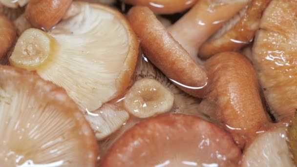 핀란드의 에스포로 핀란드 버섯들은 포장재에서 — 비디오