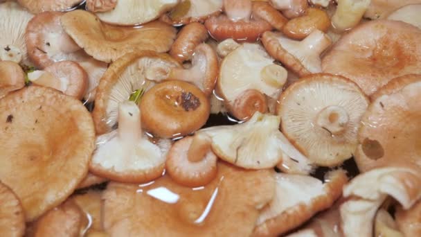 芬兰埃斯波采摘的蘑菇 用水浸泡在上面 仔细审视一下 — 图库视频影像