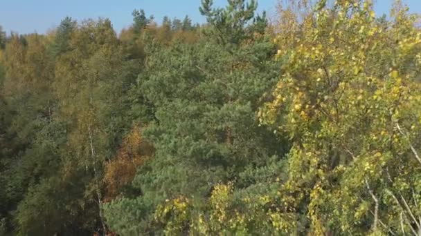 芬兰赛马湖周围的高大的树木 在俄罗斯 芬兰边境附近 地质录像带 — 图库视频影像