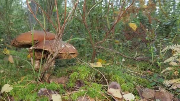 芬兰埃斯波森林地面上的红色大蘑菇 仔细观察 — 图库视频影像