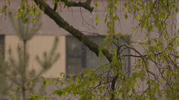 Finlandia Junio 2022 Primer Plano Árbol Durante Las Lluvias Helsinki — Vídeo de stock