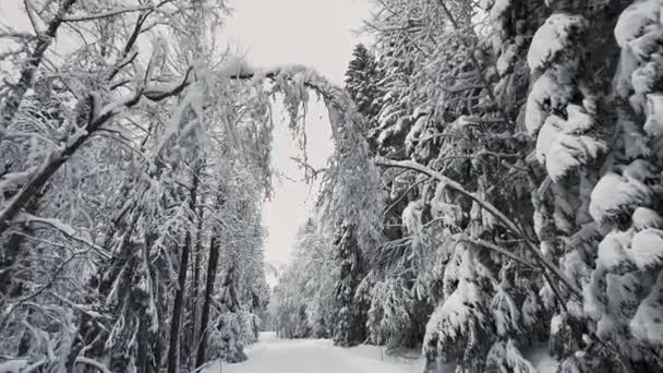 Οδηγοί Άποψη Ενώ Οδήγηση Ένα Χιονισμένο Δάσος Σκανδιναβική Χώρα Θαυμάτων — Αρχείο Βίντεο
