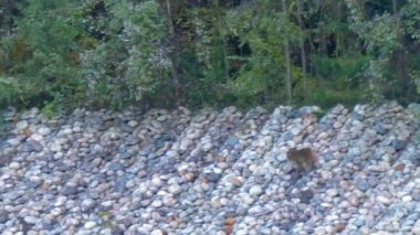 Japonya 'da Kago Nehri' nde, üzerinde ağaçlar ve bitkiler olan kaya zemininde yürüyen kahverengi maymunu görüyorsunuz.