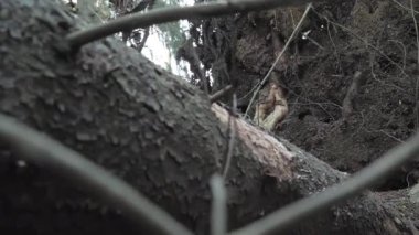 Finlandiya 'da ağaç gövdesinin derisine, ormanın derinliklerindeki dallarla yakından bakın.