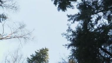 A view of the blue sky in the deep forest in Finland with the big forest and the fallen trees with big roots