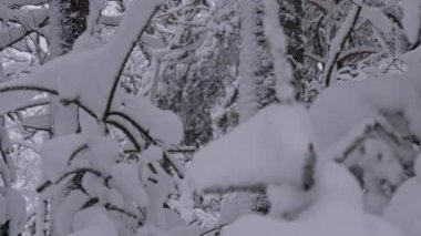 Closeup shot of trees covered by thick snow in a nordic forest during winter. Beautiful scandinavian nature. Camera slowly zooming out.