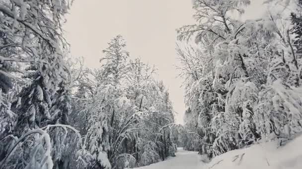 Οδηγώντας Ένα Χιονισμένο Δάσος Κατά Διάρκεια Του Όμορφου Βόρειου Χειμώνα — Αρχείο Βίντεο