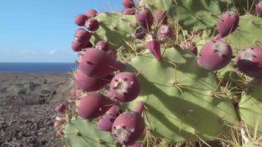 The prickly pear cactus on the shore in Canary Islands Tenerife Spain with the ripe fruit on it.geology shot.4k