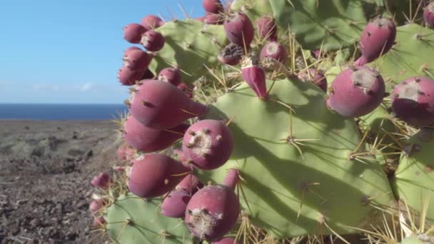 Причудливый Кактус Торфа Берегу Канарских Островов Тенерифе Испания Спелыми Плодами — стоковое видео