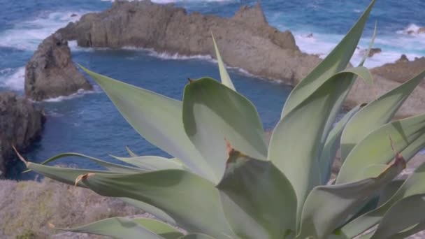 Waves Big Rocks Canary Islands Tenerife Spain Sunny Day Ocean — Vídeos de Stock