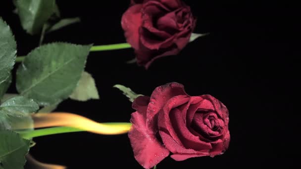 Δύο Τριαντάφυλλα Φωτιά Στο Πίσω Μέρος Του Μαύρου Δωματίου Βίντεο — Αρχείο Βίντεο