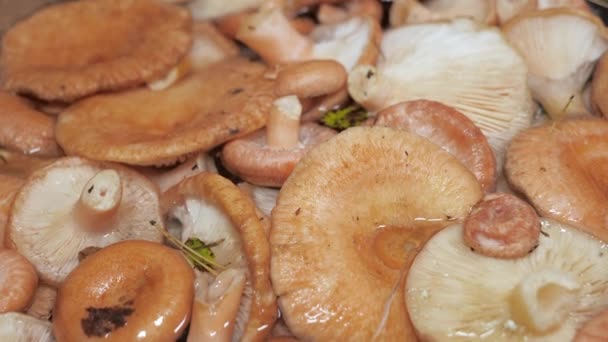 Lots Mushrooms Soaked Water Espoo Finland Freshly Picked Forest — 비디오