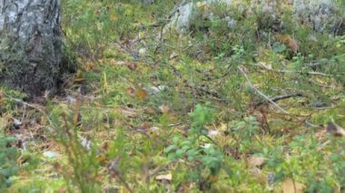 The view of the forest ground in Espoo Finland with lots of mushrooms on it.geology shot.4k