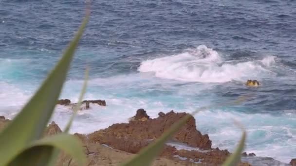 Splashing Waves Rocks Canary Islands Tenerife Spain Green Leaves Plants — Stok video