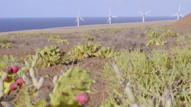 Waving Prickly Pear Cactus Sand Tenerife Spain Ripe Fruit Teno — Vídeo de Stock