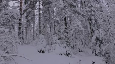 Snow covered trees in a forest during the beautiful nordic winter. Idyllic scandinavian nature. Camera slowly turning left while tilting upwards.