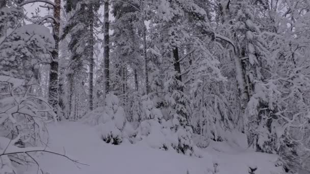 Snow Covered Trees Forest Beautiful Nordic Winter Idyllic Scandinavian Nature — Vídeo de Stock