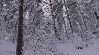Beautiful shot of a snowy forest during the idyllic scandinavian winter. Trees covered by thick snow. Amazing nordic nature. Camera slowly tilting upwards.