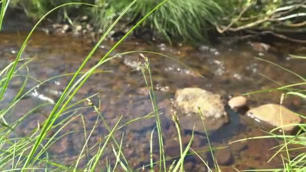 Green Grasses Side Flowing River Norway Fjord Terrain Mountain — Αρχείο Βίντεο