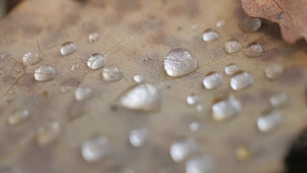 Macro Shot Tiny Dew Drops Leaves Rainy Season Forest Geology — стоковое видео