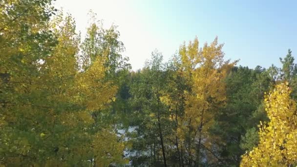 Look Yellow Leaves Trees Side Lake Saimaa Finland Russian Finnish — Stockvideo