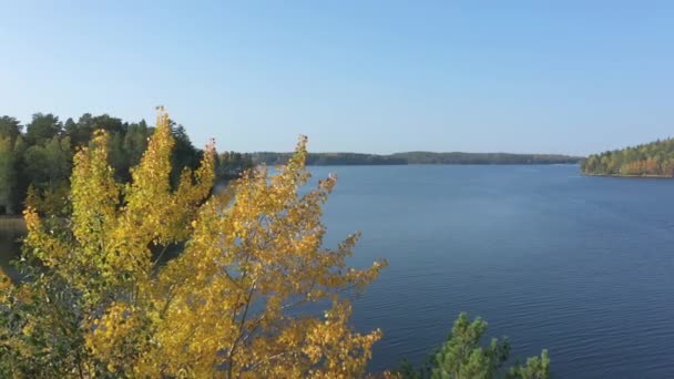 Tip Yellow Leaves Trees Lake Saimaa Finland Russian Finnish Border — Αρχείο Βίντεο