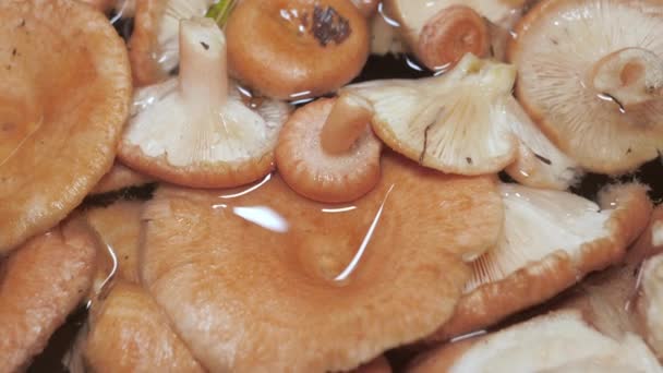 Wasser Getränkte Pilze Aus Dem Wald Espoo Finnland Bei Näherer — Stockvideo