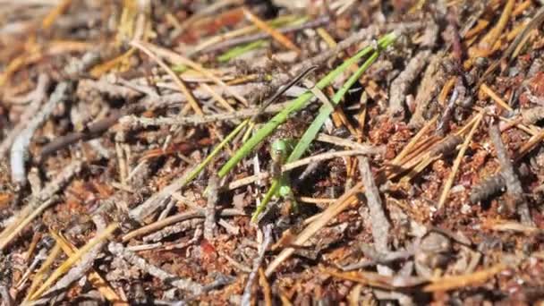 Formiche Portano Alcune Foglie Sul Formicaio Espoo Finlandia Sulla Foresta — Video Stock