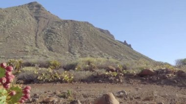 Tenerife İspanya 'daki dağların manzarası. Armut dikenli kaktüs ile Teno Kanarya Adaları yakınlarındaki olgun meyveler. Jeoloji vurdu.