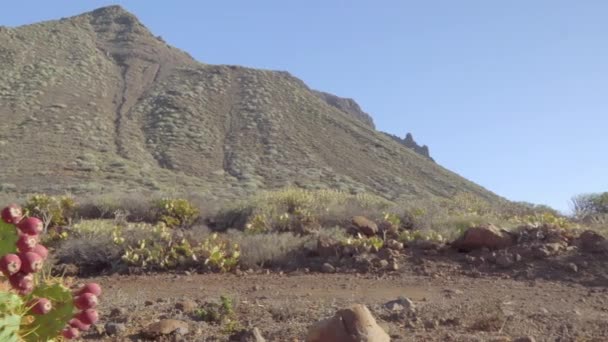 Widok Góry Teneryfie Hiszpanii Kłującym Gruszkowym Kaktusem Dojrzałym Owocem Pobliżu — Wideo stockowe