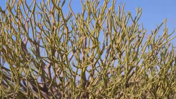スペインのテネリフェ島のナシサボテンの茎は Teno Canary Islandsの近くにあります 地質学的ショット — ストック動画